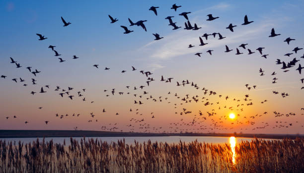 A stock image of flocks of birds flying over a marsh.